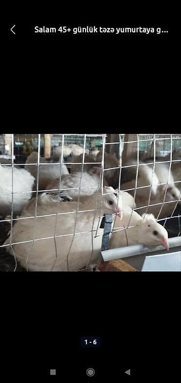 Pişiklər: 45+ günlük, yumurtaya girməyə yaxın bildirçinlər - Cins: ağ və açıq — 1
