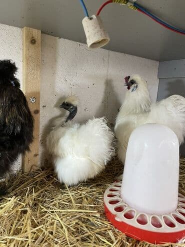 3 toyuq 3 gune 3 yumurta: Toyuq, Damazlıq, Ünvandan götürmə — 1