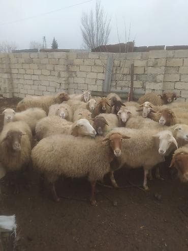 Птицы: Бараны, овцы — 8