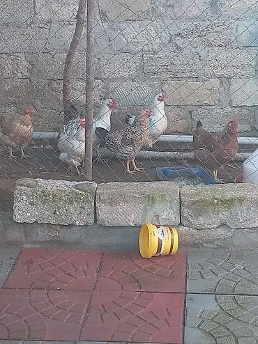 Inəklər, öküzlər: Toyuq, Yumurtalıq — 2