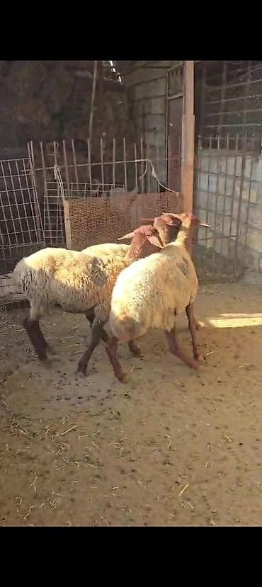 at satiram: Ekiz balali qoyun satılır istəyən olsa yazsın videosunu atım baxın — 5