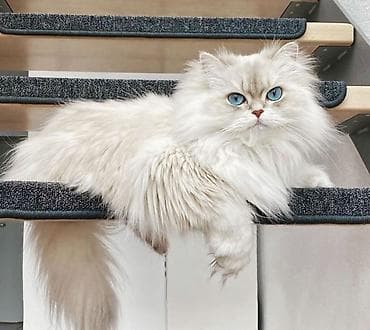 pişiyler: Qızıl şinşilla, Erkək, Cütləşmə üçün, Ödənişli çatdırılma — 1
