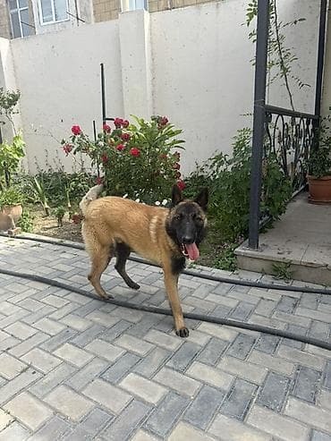 ingilis setter it cinsi: Belçika çoban iti — 3