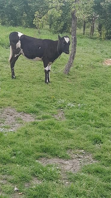 qala cinsi qoyun: Salam bu mal satlmır. barter edirəm. yerli dana ilə. bu heyvan 5 — 1