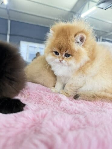 Gəmiricilər: Fars, Erkək, Dişi — 8