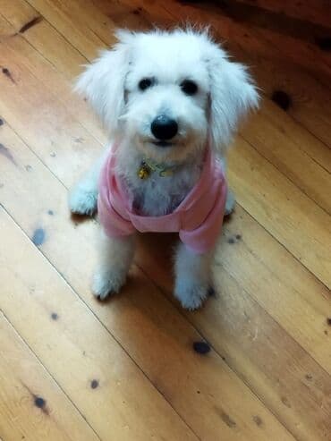 продам собаку объявление: Pudel balası satılır. Paltarı, boyunmağısı hədiyyə verilir. Çox — 3