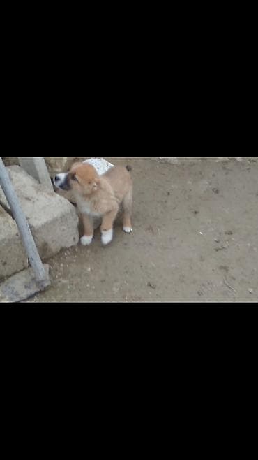 cucelerin satisi: Qurdbasar, Erkek — 3