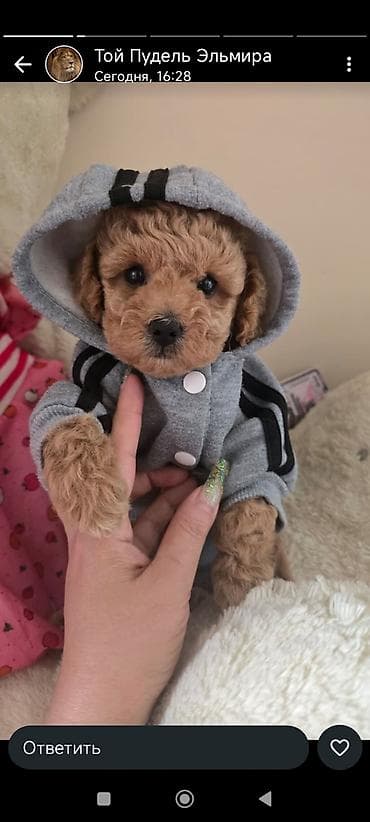 pudel it: Pudel — 1