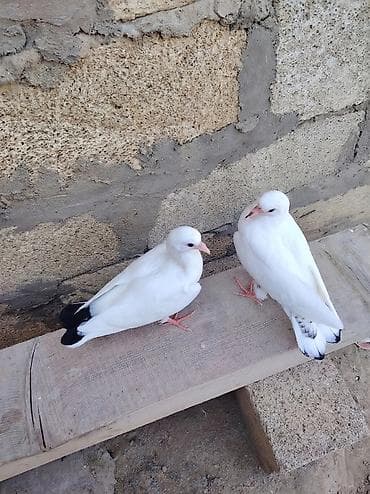 goyercinler: Salam kom satılır 34 ədəd stiyən olsa yazsın cutdə satıram usaq musaq — 3