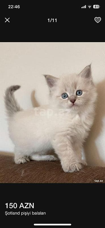 paroda pişik: Yaxşı əllərə — 9