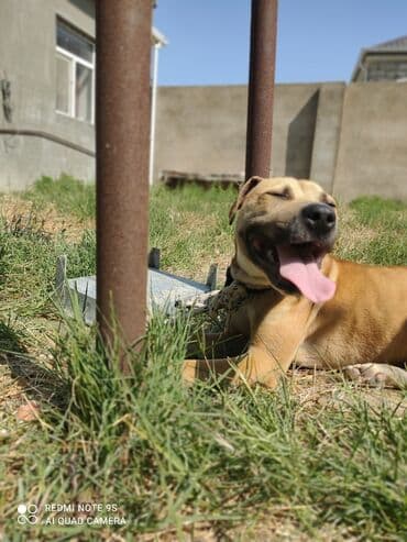 pitbul itlər: Питбуль, 7 месяцев, Самец — 2