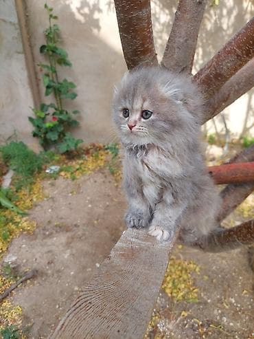 siyamski pişik: Şotland uzun tüklü — 3