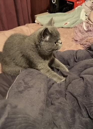 xamilyon heyvan: Britan, Erkək, Dişi, Ünvandan götürmə — 4