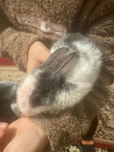 Gözəl rəng keçidli (ağ-boz) ev dovşanı. Qısa-bədənli, yumşaq və qalın