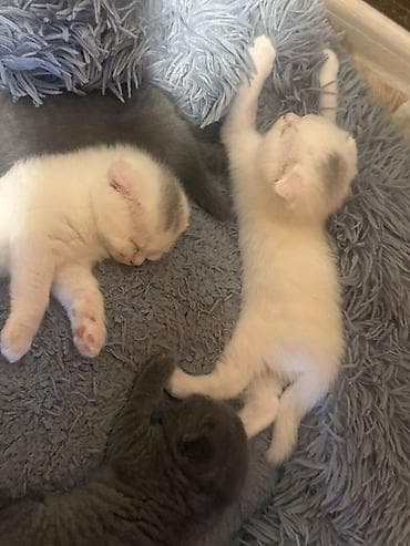 Heyvanlar: Şotland — 3