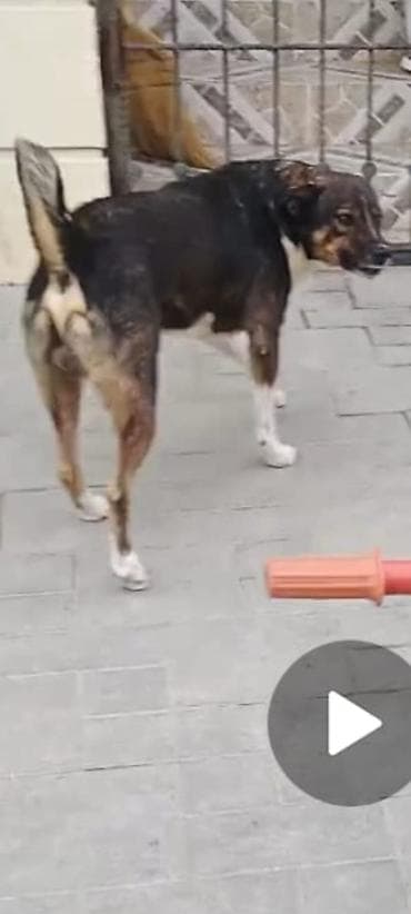 avcarka balasi satilir: Erkek — 2