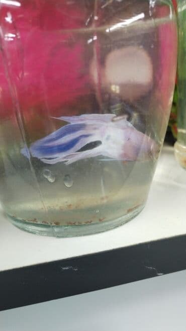 oskar balığı: Betda baliglari 10azn Akvarium baliglarinin satiwi 🦈 Danio baligi — 4