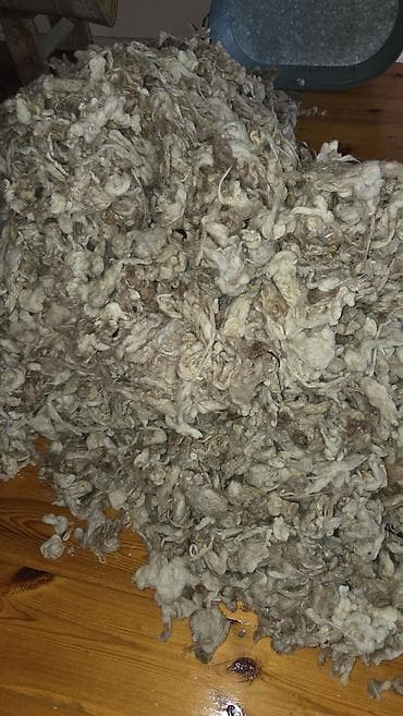 Qoyun quzu qarışıq yun satılır lalafo.az -da Qoyun quzu qarışıq yun satılır