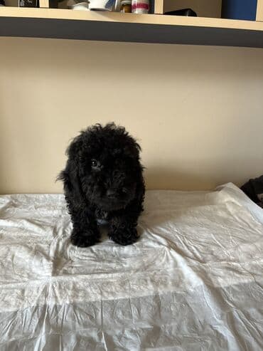 купить хаски щенка: Пудель, 4 месяца, Самец, С прививками, Самовывоз — 3