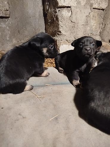 it adları erkek: Peyvəndli — 1