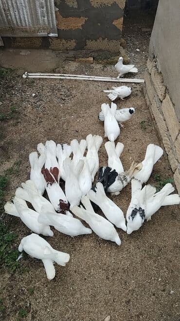 şahin quşunun qiyməti: Enniquyruğlar satılır. Hazır Cütlərdə var təklərdə biri 20 manat sec — 3