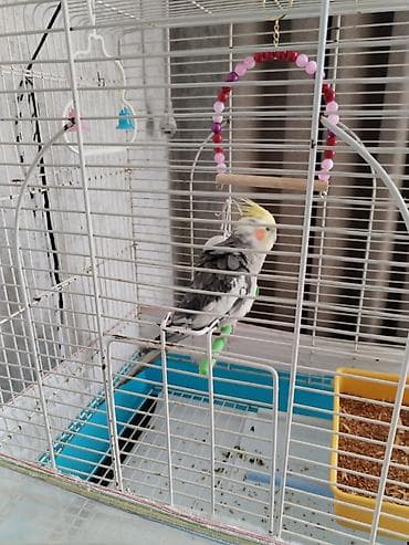 qaşqaldaq quşu: Nimfa (cockatiel) quşu və qəfəsi dəsti - Quş: boz-ağ rəngli nimfa — 3