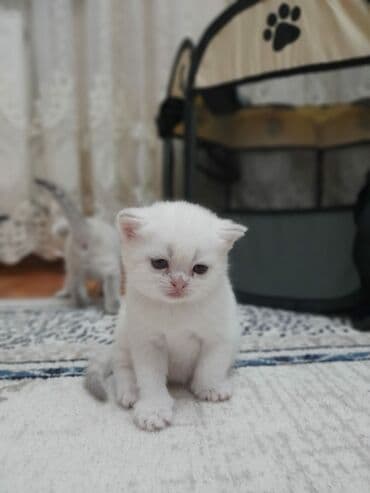 шотландские вислоухие коты: Şotland yastı qulaq — 6