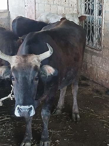 qaz balasi satisi: Salam aleykum əvvəla super kök inəkdi kısır kəskiyə yararlı 270kg əti — 2