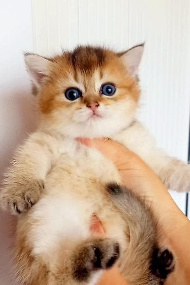 Britan, Erkək, Dişi, Yaxşı əllərə, Ünvandan götürmə