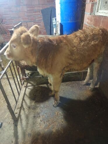 Erkey danalardır bordaga yarayır 3də ərkəydi qiymətdə cüzi endirim