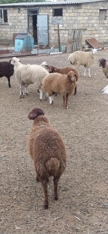 heyvan bazari inekler: 1ədədd temiz qala qoçu 14əddəd 9qoyun 5quzu Çoxsu boğazdır 1ri bu gün — 7