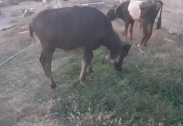 Dişi, il: <1, 80 kq, Damazlıq, Ünvandan götürmə, Ödənişli çatdırılma — 3