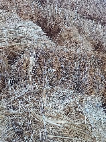 Аквариумы: Kimə ot saman lazim disa murcət eliyə bilər nəqedər lazim dısa var — 3