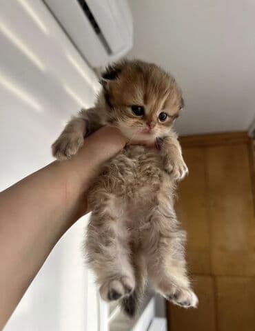 iran coban iti: 50 ile 250 arasi cins saf qan saqlam pisiklerimiz var sekilde olmayan — 7