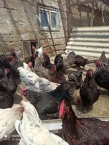 keci satisi: Toyuq, Australorp, Damazlıq, Ünvandan götürmə, Ödənişli çatdırılma — 3