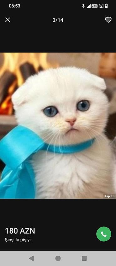 pişik balasi: Şotland yastı qulaq, Erkək — 9