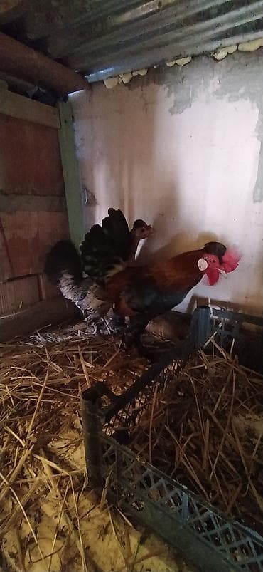 ordək balası və cucə: Cüt yaponka satılır. Cütünün qiyməti 30 manat. Cavan heyvanlardı — 8