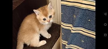 Pişiklər: Britan — 4