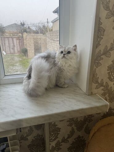 saanen kecisi satilir: Şinşilla, Dişi, Yaxşı əllərə, Ünvandan götürmə, Ödənişli çatdırılma, Rayonlara çatdırılma — 2