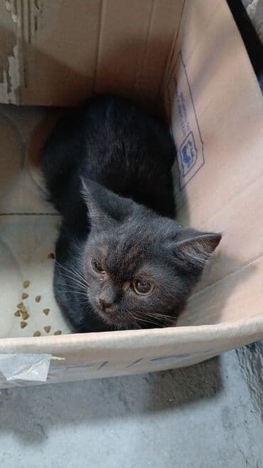 eşşək şəkili: Yaxşı əllərə — 2