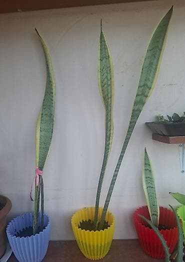 ev bitkisi: Məhsul: Sansevieria (Ana dili – “ilan bitkisi”, “dişinin dili”) – — 1