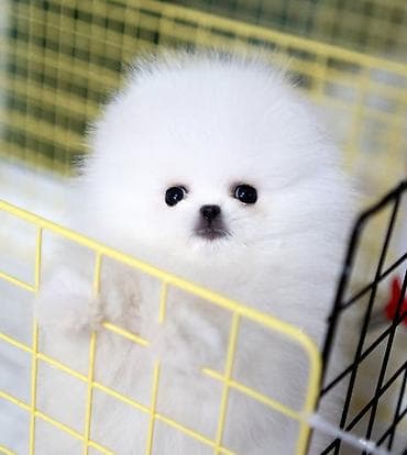 canavar balasi satilir: Şpitz, 1 ay, Sənədli — 1