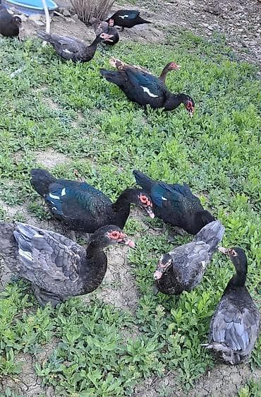 bala dovşanlar: Erkək, Ətlik, Pulsuz çatdırılma — 9