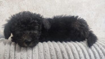 afcarka balalarinin satisi: Pudel, 2 ay, Erkek — 10