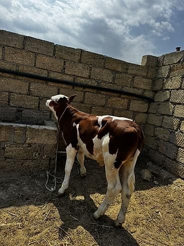 şinşila satılır: Dana, buzov, Erkək, Simental, ay: 2, Damazlıq, Ətlik — 7