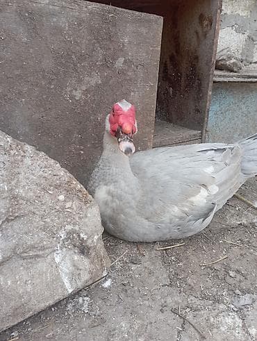 Индюшки: 1 illik aktiv lavanda erkeyi damazlıq. qiymet sondur — 3