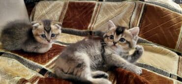 pişik cutləşdirmək: Şinşilla, Erkək, Dişi, Yaxşı əllərə, Pulsuz çatdırılma — 3