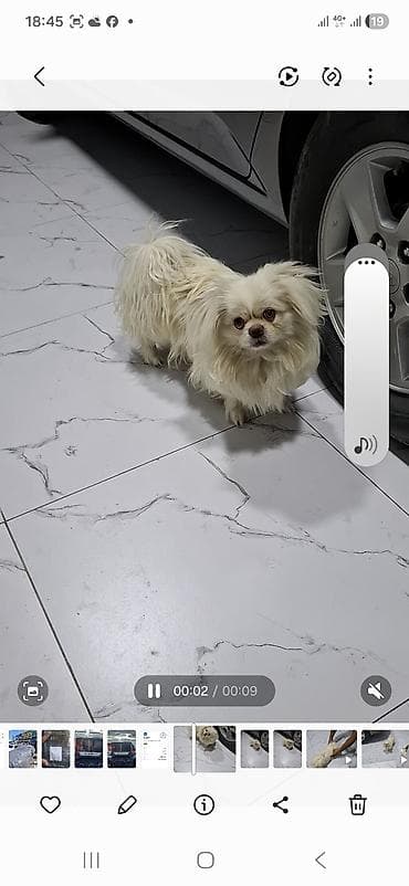 heyvanlar: Pekines, 8 ay, Erkek — 1