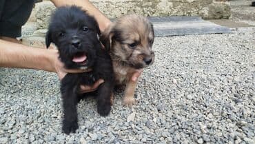 кане корсо цена: Пудель — 4