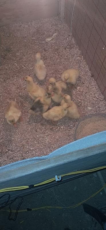 Бараны, овцы: Salam 10 ed linda kuban cinsi baladi 10 gunlikdu 1i e aidi qiymeti — 1